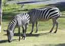 動物図鑑・サバンナシマウマの写真 23